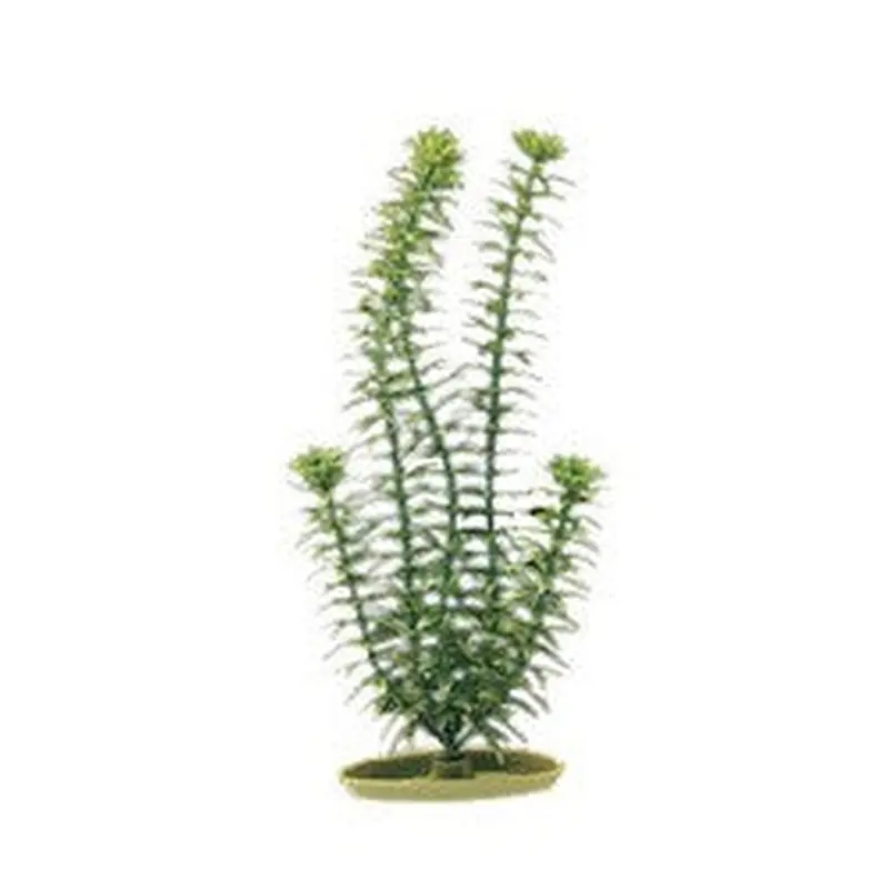 Aquascaper Anacharis Jumbo 20in Pp2003