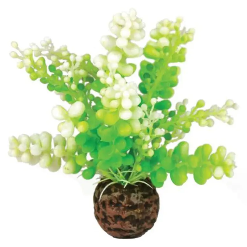 biOrb Aquatic Caulerpa Green Small