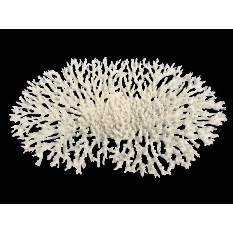 Weco South Pacific Coral Oval Tabletop Ornament White LG