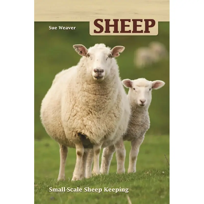 Sheep