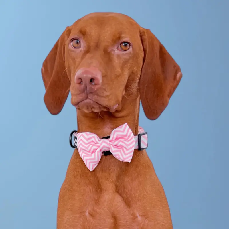 Zig Zag Wag Dog Collar & Free Bow Tie - Pastel Pink