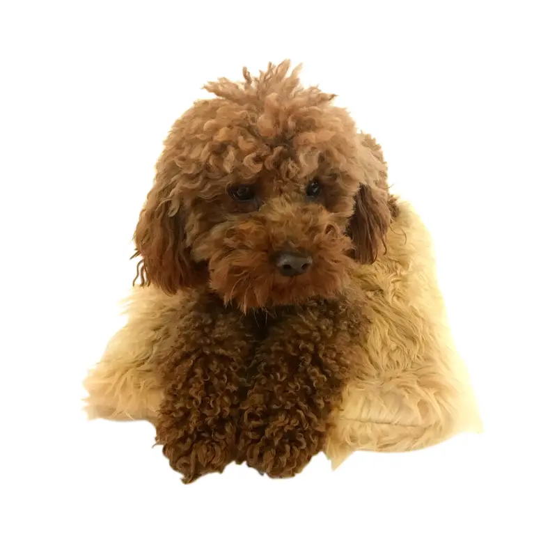 Crate Liner, Caramel Shag Plush