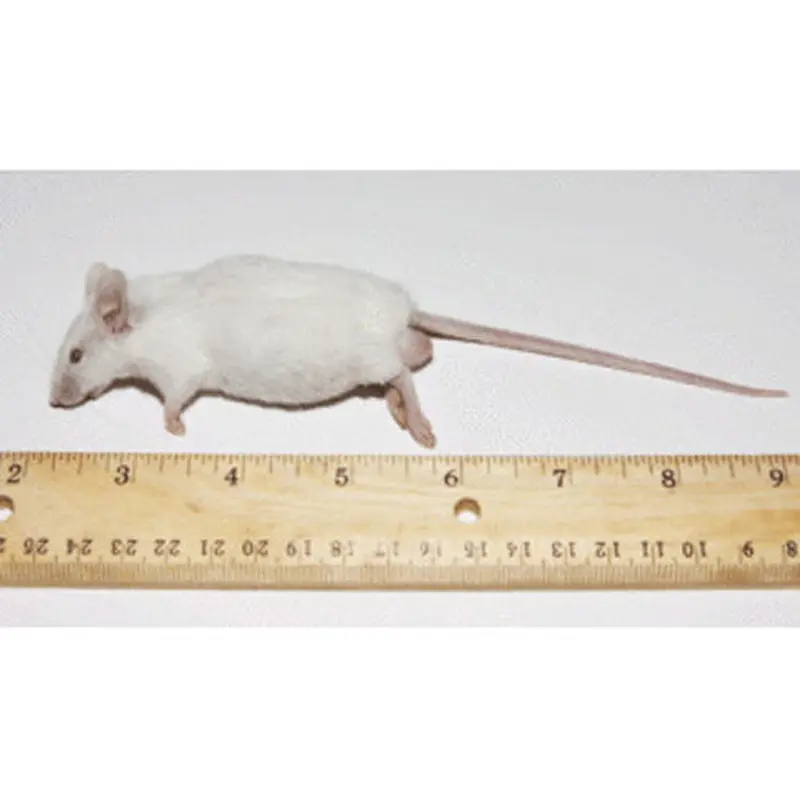 PERFECT PREY Frozen Mice Adult