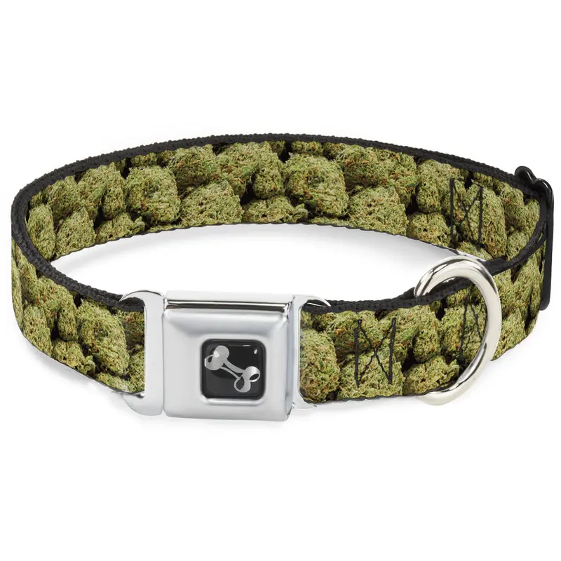Buckle-Down Seatbelt Buckle Dog Collar - Vivid Marijuana Nugs2 Stacked